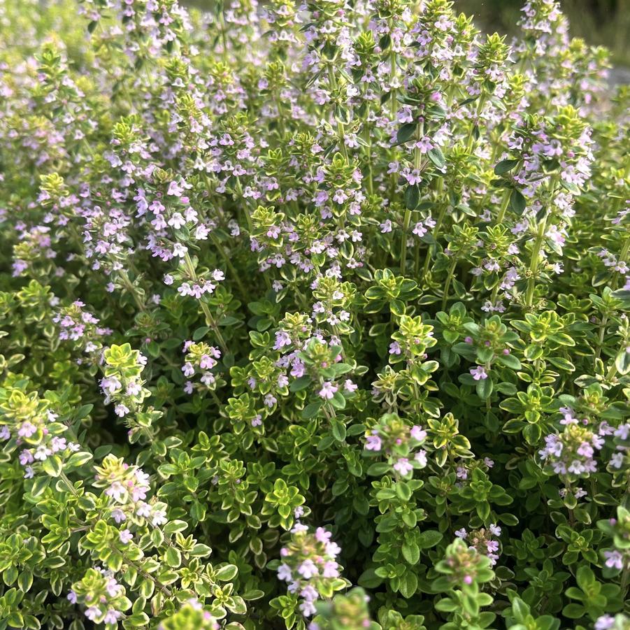 Thymus cit. 'Aureus Variegatus' - Golden Lemon Thyme from Babikow Wholesale Nursery