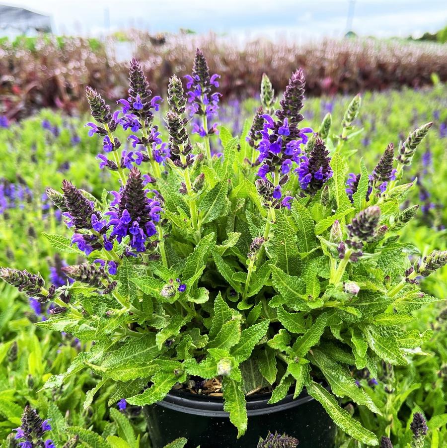 Salvia nem. 'Marcus' - Meadow Sage from Babikow Wholesale Nursery