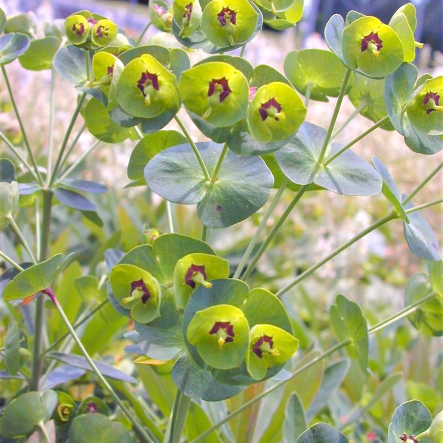 Euphorbia martinii - Wood Spurge from Babikow Wholesale Nursery