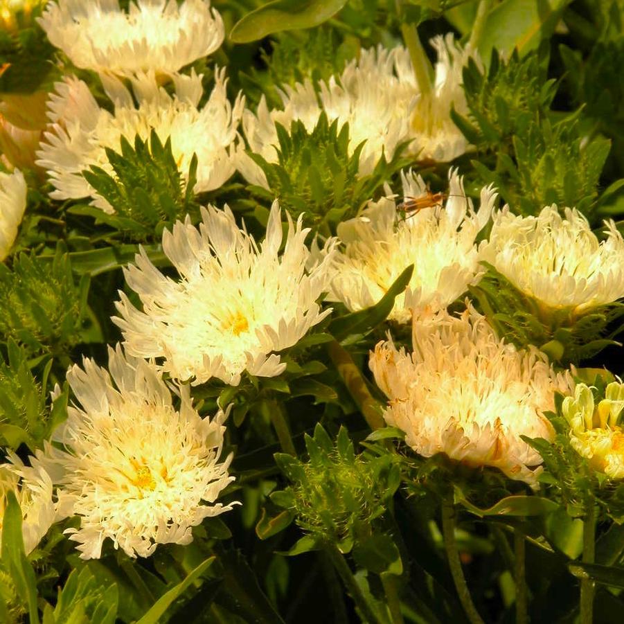 Stokesia lae. 'Mary Gregory' - Stokes' Aster from Babikow Wholesale Nursery