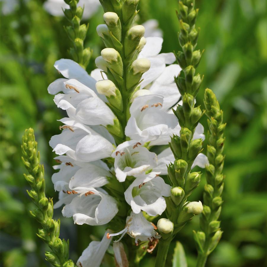 Physostegia 'Miss Manners' - Obedient Plant from Babikow Wholesale Nursery