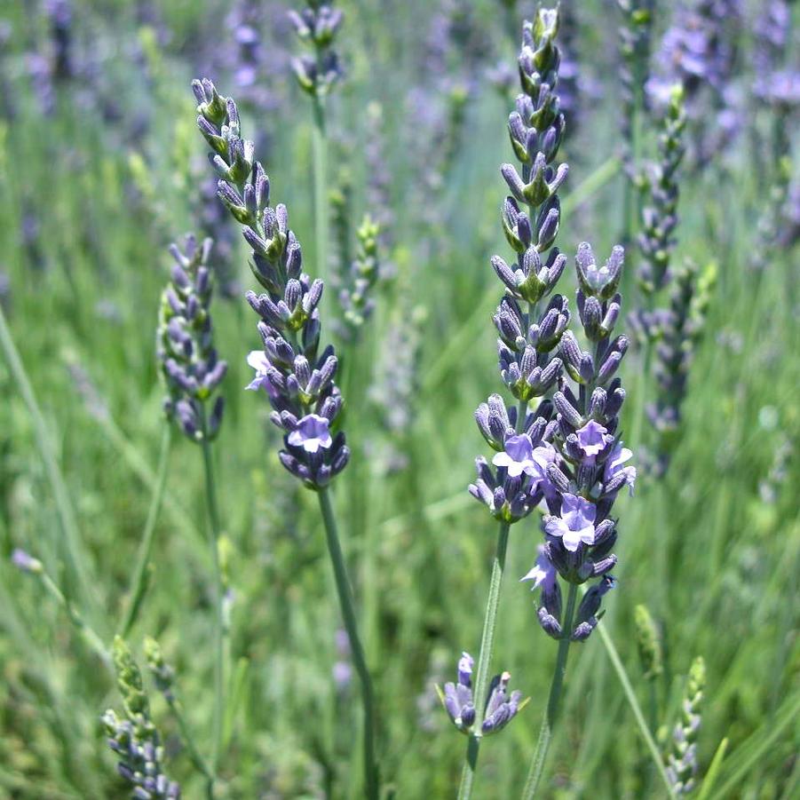 Lavandula ang. 'Munstead' - Lavender from Babikow