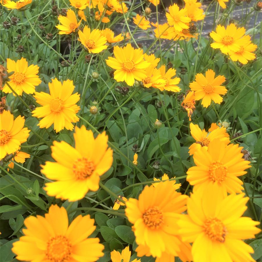 Coreopsis aur. 'Nana' - Tickseed from Babikow Wholesale Nursery