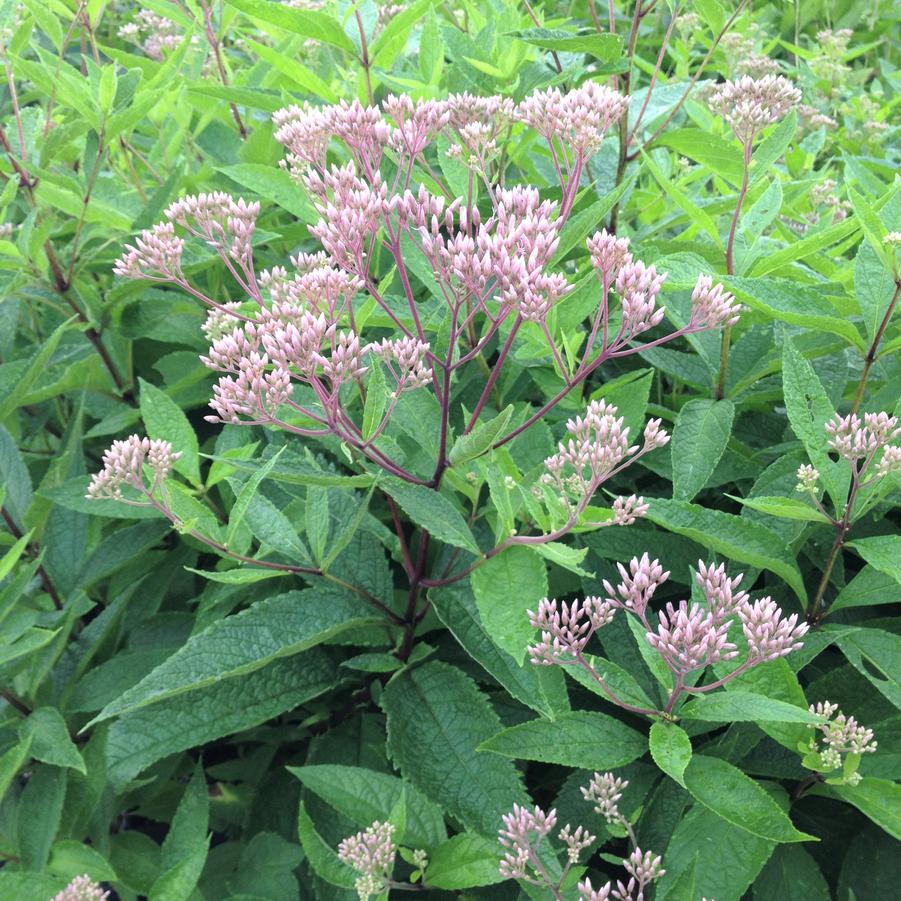 Eupatorium dubium 'Baby Joe' - Joe Pye Weed from Babikow Wholesale Nursery