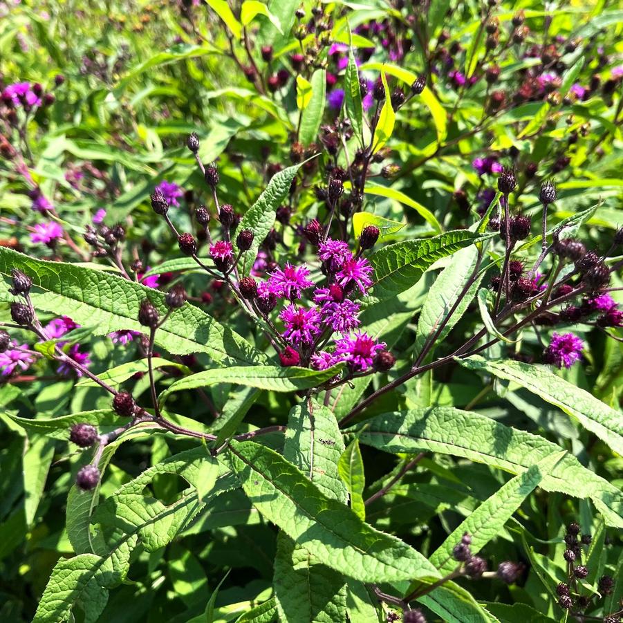 Vernonia noveboracensis - New York Ironweed from Babikow Wholesale Nursery