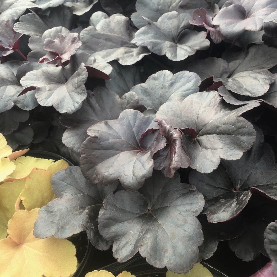 Heuchera x 'Obsidian' - Coral bells from Babikow Wholesale Nursery