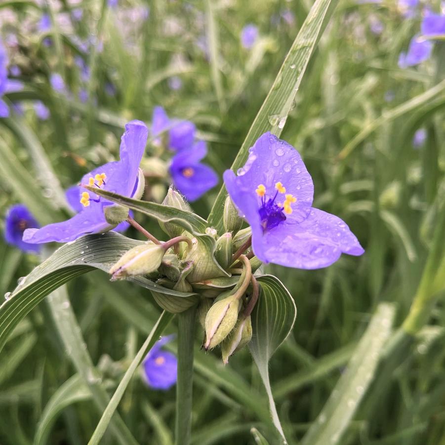 Tradescantia ohioensis - Spiderwort from Babikow Wholesale Nursery