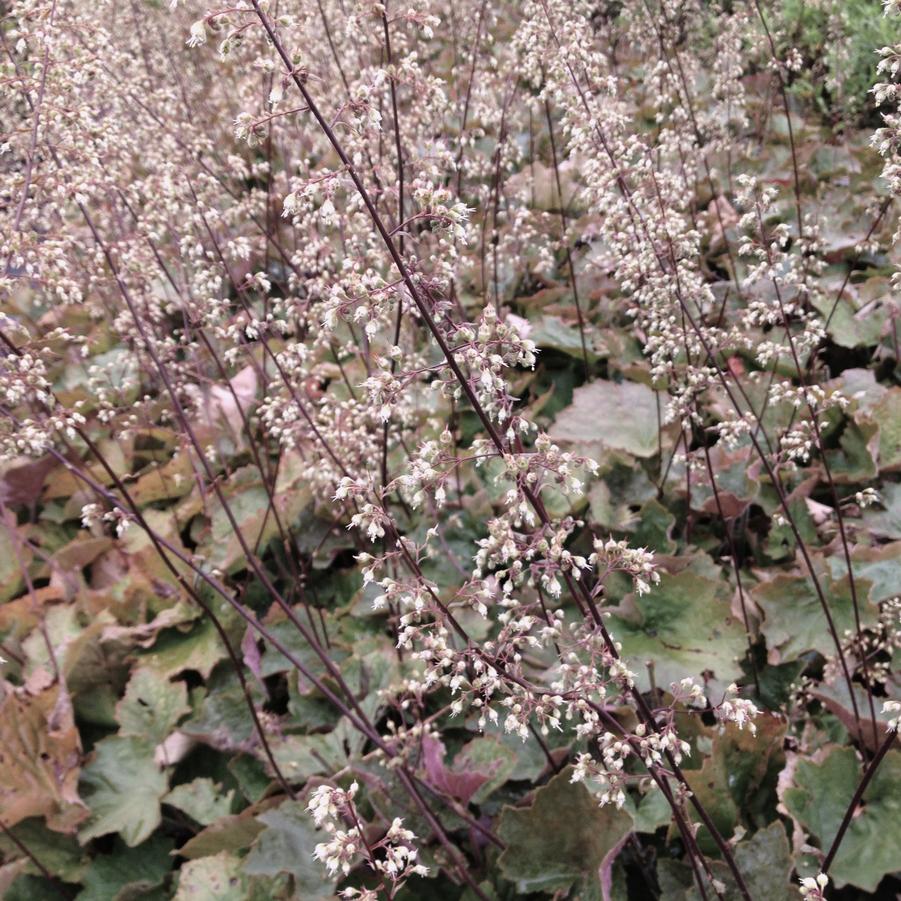 Heuchera mic. 'Palace Purple' - Coral bells from Babikow Wholesale Nursery