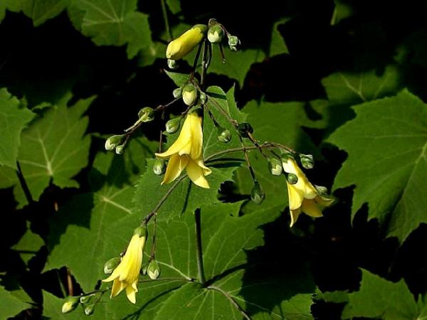 Kirengeshoma palmata - Yellow Wax Bells from Babikow Wholesale Nursery