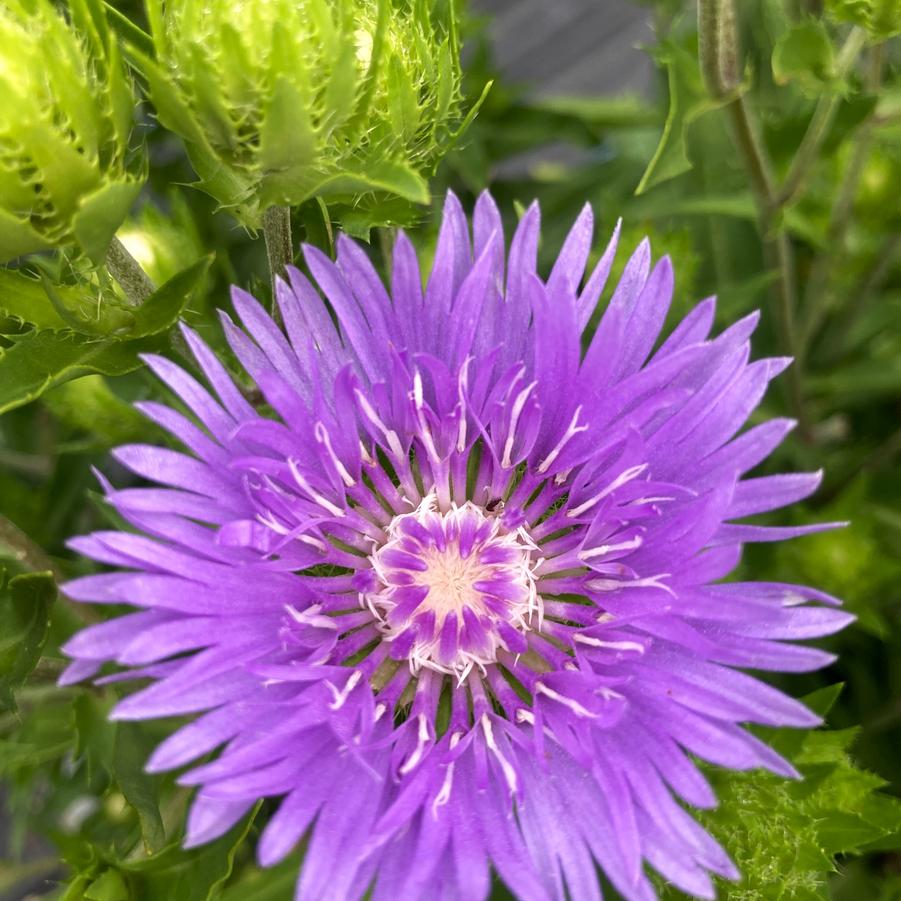 Stokesia lae. 'Peachie's Pick' - Stokes' Aster from Babikow Wholesale Nursery