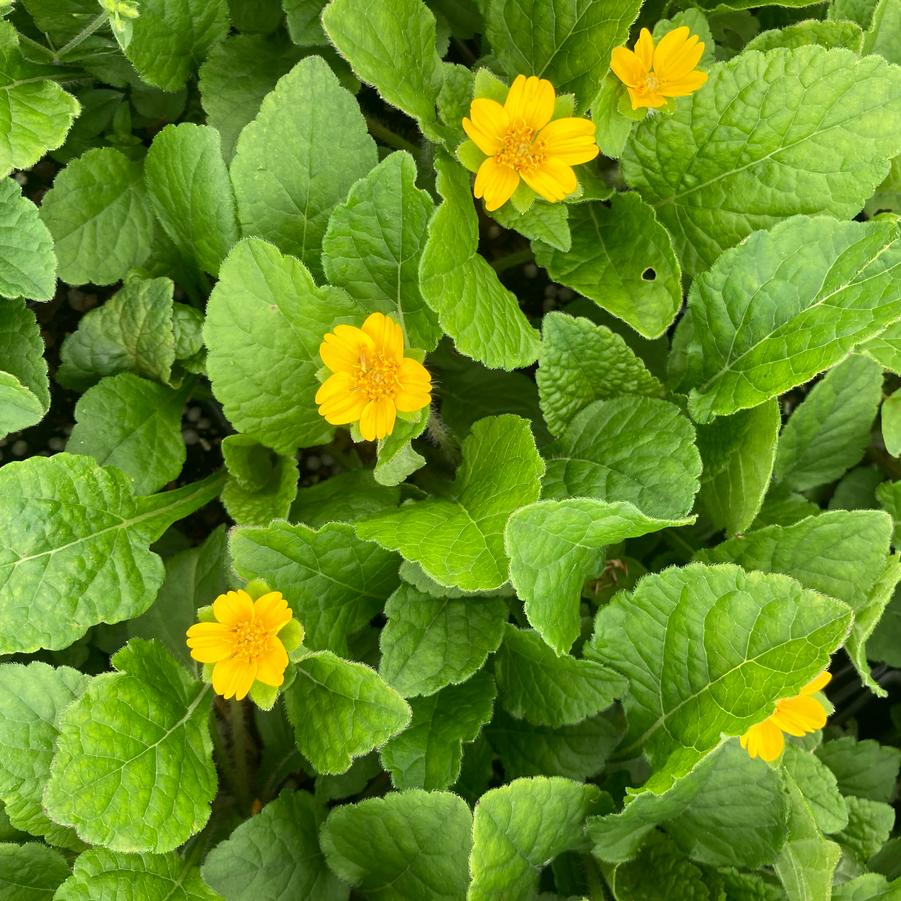 Chrysogonum vir. 'Pierre' - Green and Gold from Babikow Wholesale Nursery