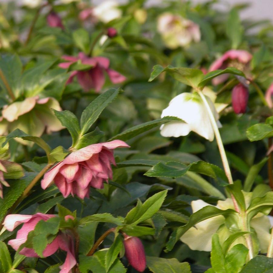 Helleborus 'Pine Knot Select' - Lenten Rose from Babikow Wholesale Nursery