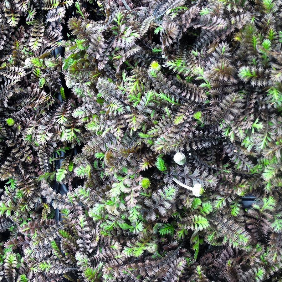 Leptinella squ. 'Platt's Black' - Brass Buttons from Babikow Wholesale Nursery