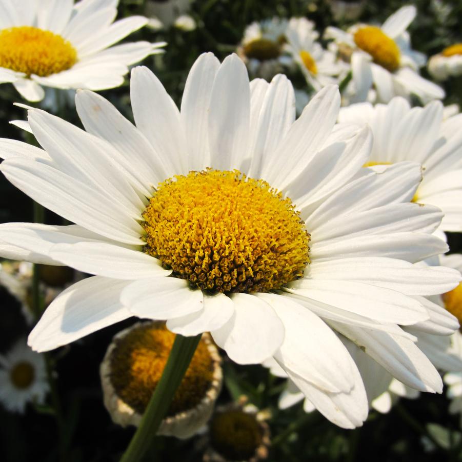 Leucanthemum sup. 'Becky' - Shasta Daisy from Babikow Wholesale Nursery