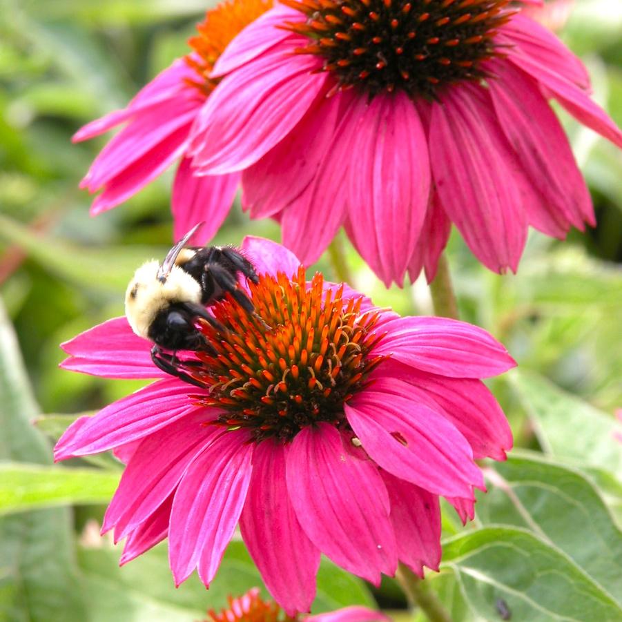 Echinacea 'Pow Wow Wild Berry' - Coneflower from Babikow Wholesale Nursery