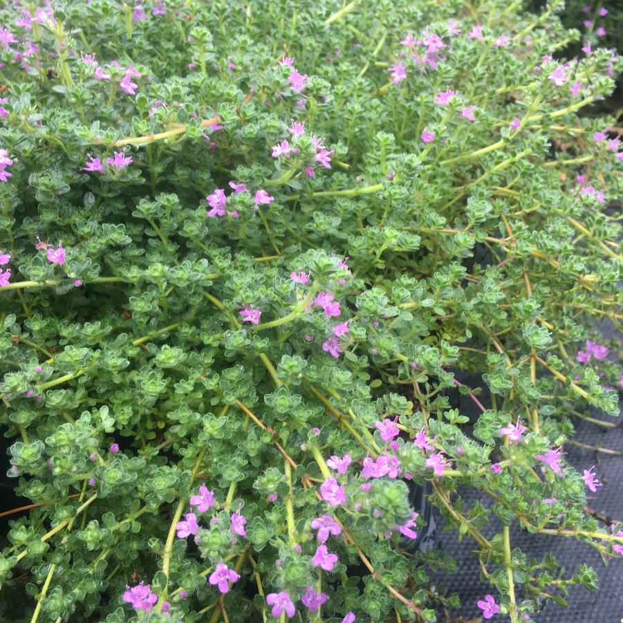 Thymus pra. 'Pink Chintz' - Creeping Thyme from Babikow Wholesale Nursery