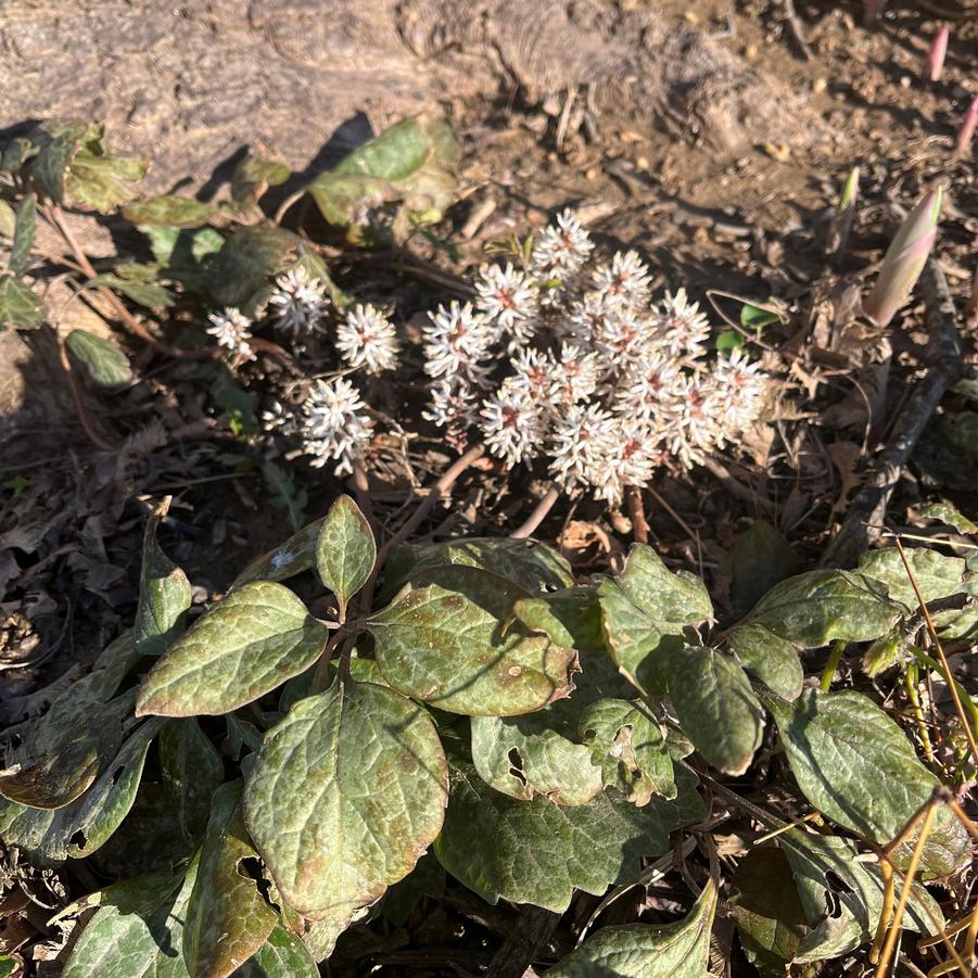 Pachysandra procumbens - Allegheny Spurge from Babikow Wholesale Nursery