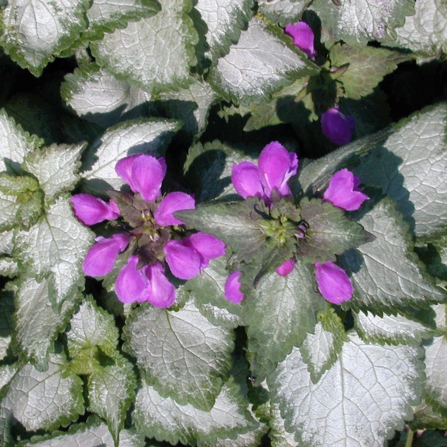 Lamium mac. 'Purple Dragon' - Spotted Deadnettle from Babikow Wholesale Nursery