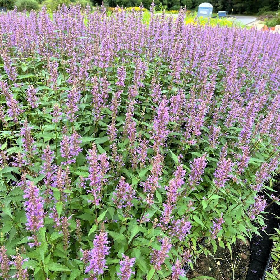 Agastache 'Purple Haze' - Hyssop from Babikow Wholesale Nursery