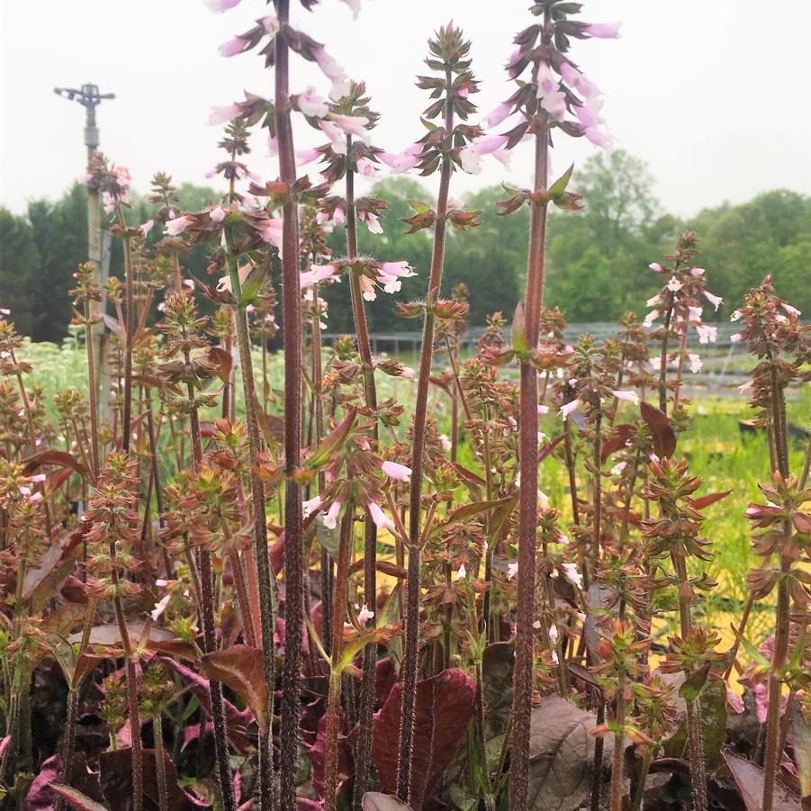 Salvia lyr. 'Purple Knockout' - Lyre-leaf Sage from Babikow Wholesale Nursery