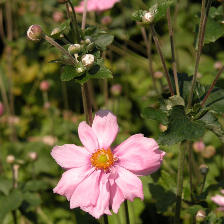 Anemone 'Queen Charlotte' - Windflower from Babikow Wholesale Nursery