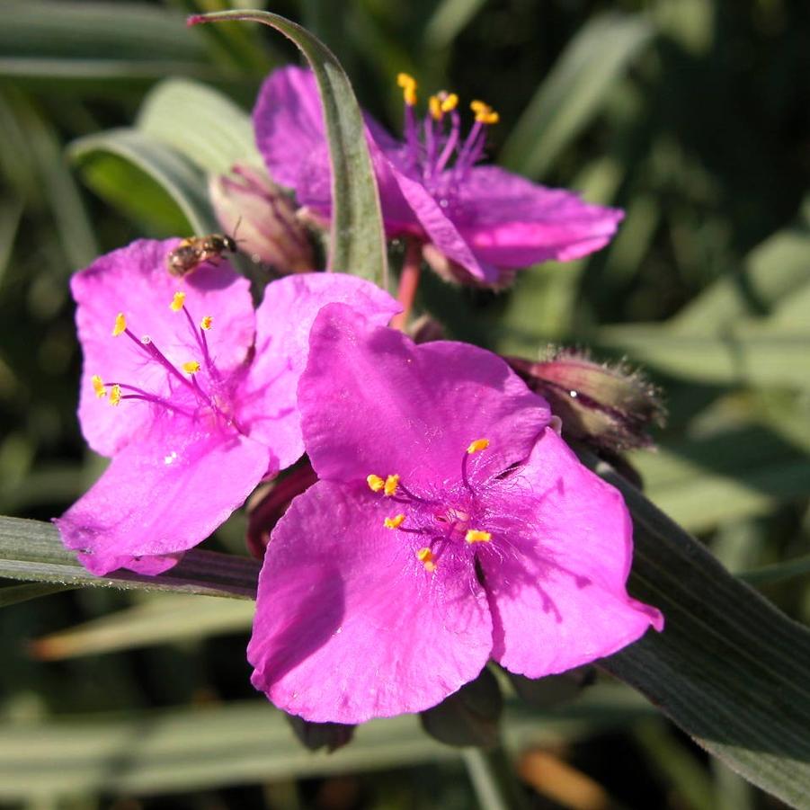 Tradescantia 'Red Grape' - Spiderwort from Babikow Wholesale Nursery