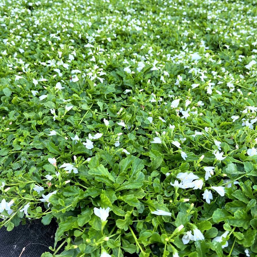 Mazus rep. 'Albus' - Creeping Mazus from Babikow Wholesale Nursery