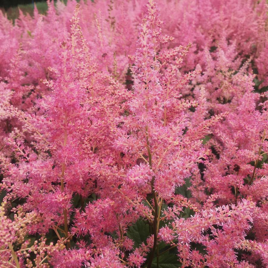 Astilbe jap. 'Rheinland' - False Spirea from Babikow Wholesale Nursery