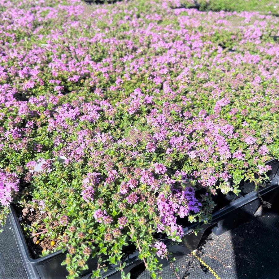 Thymus ser. 'Roseum' - Pink Creeping Thyme from Babikow Wholesale Nursery