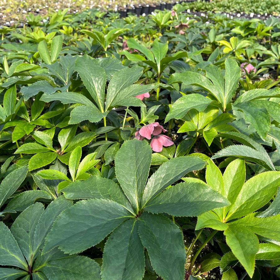 Helleborus hyb. 'Royal Heritage Strain' - Lenten Rose from Babikow Wholesale Nursery