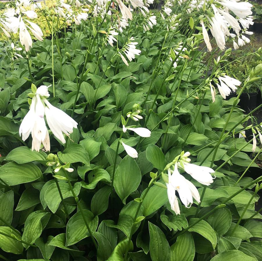 Hosta x 'Royal Standard' - Hosta from Babikow Wholesale Nursery