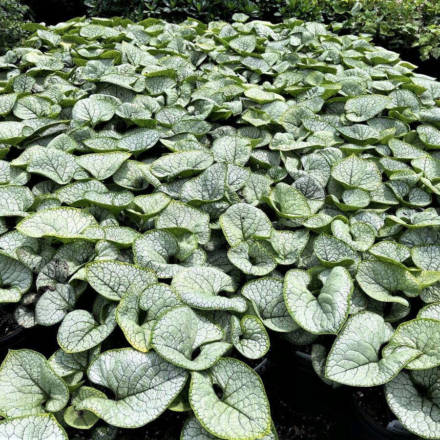 Brunnera 'Sea Heart' - Siberian Bugloss from Babikow Wholesale Nursery