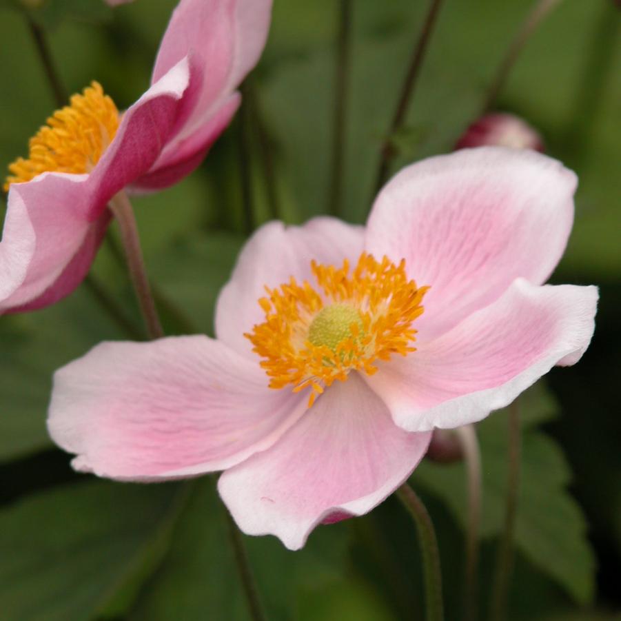 Anemone 'September Charm' - Windflower from Babikow Wholesale Nursery