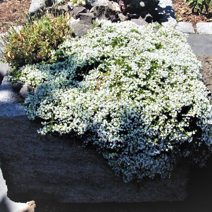 Thymus ser. 'Albus' - White Thyme from Babikow Wholesale Nursery