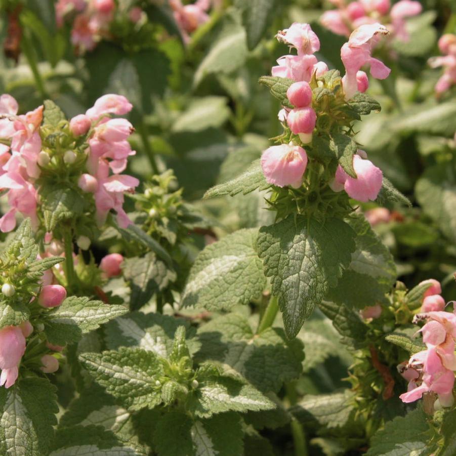 Lamium mac. 'Shell Pink' - Spotted Deadnettle from Babikow Wholesale Nursery