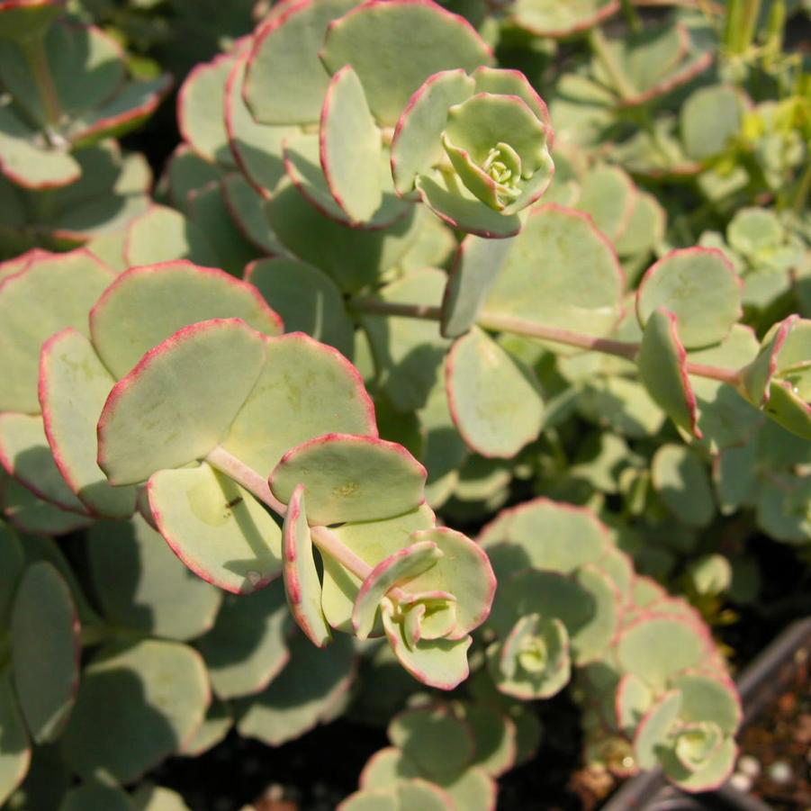 Sedum sieboldii - Stonecrop from Babikow Wholesale Nursery