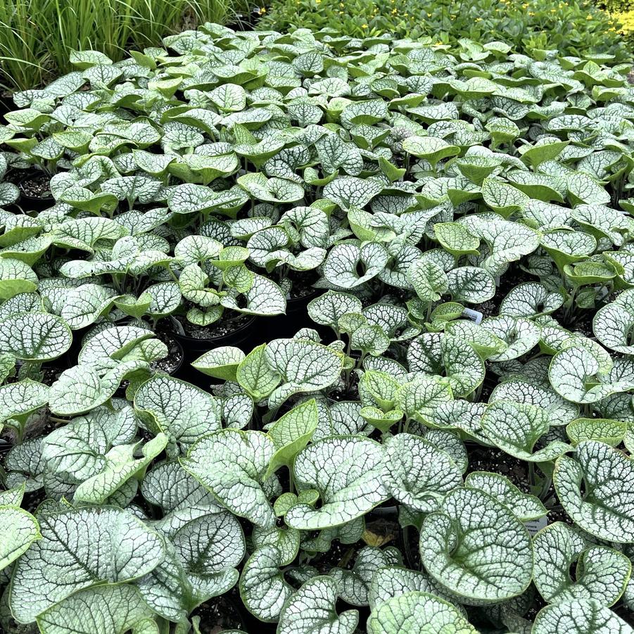 Brunnera 'Silver Heart' - Siberian Bugloss from Babikow Wholesale Nursery