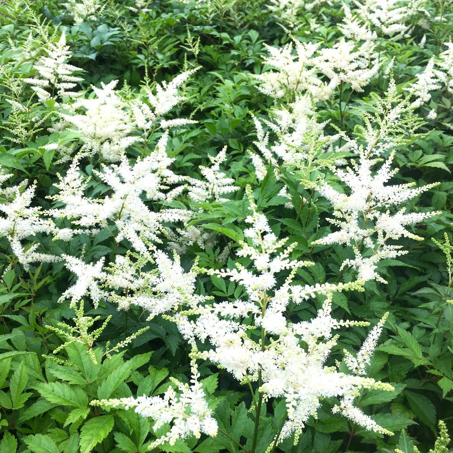 Astilbe sim. 'Snow Drift' - False Spirea from Babikow Wholesale Nursery