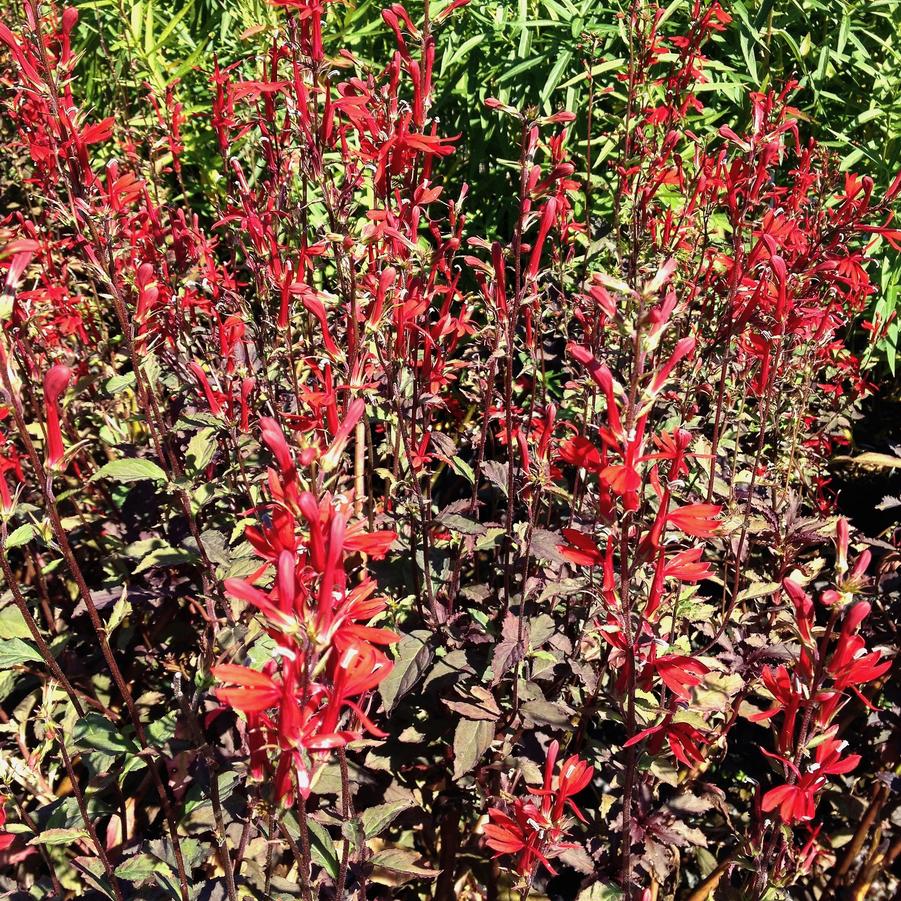 Lobelia car. 'Black Truffle' - Cardinal Flower from Babikow Wholesale Nursery