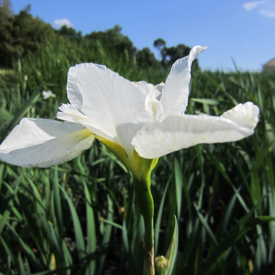 Iris sib. 'Snow Queen' - Siberian Iris from Babikow Wholesale Nursery