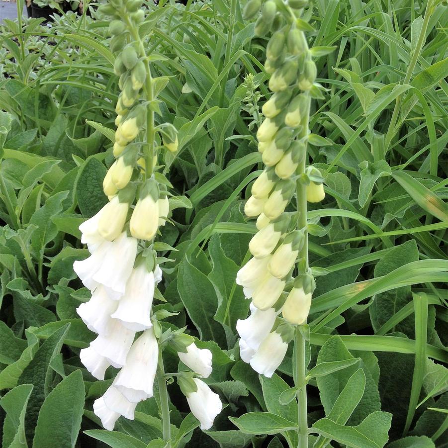 Digitalis pur. 'Snow Thimble' - Foxglove from Babikow Wholesale Nursery