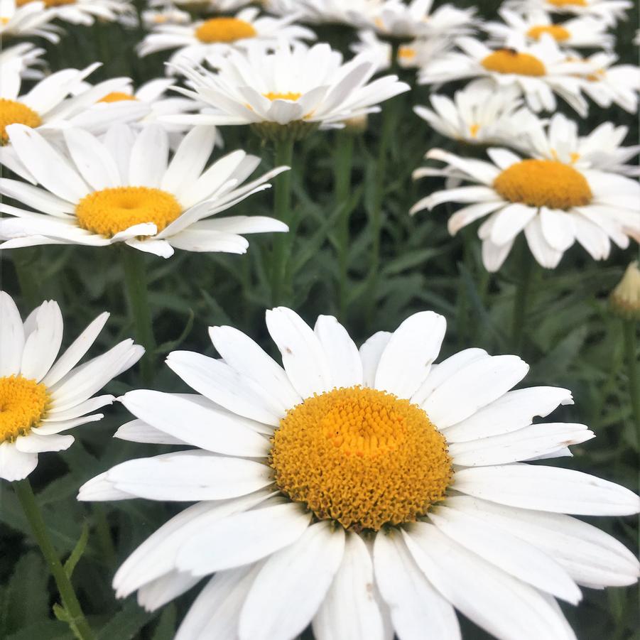 Leucanthemum sup. 'Snowcap' - Shasta Daisy from Babikow Wholesale Nursery