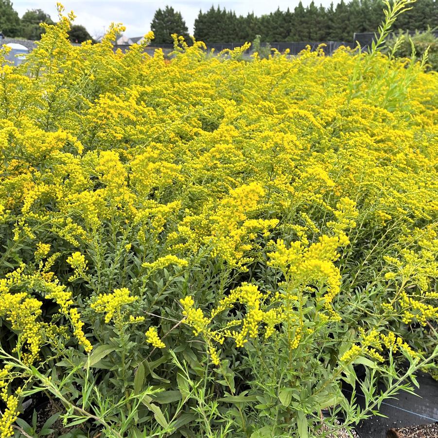 Solidago 'Solar Cascade' - Goldenrod from Babikow Wholesale Nursery