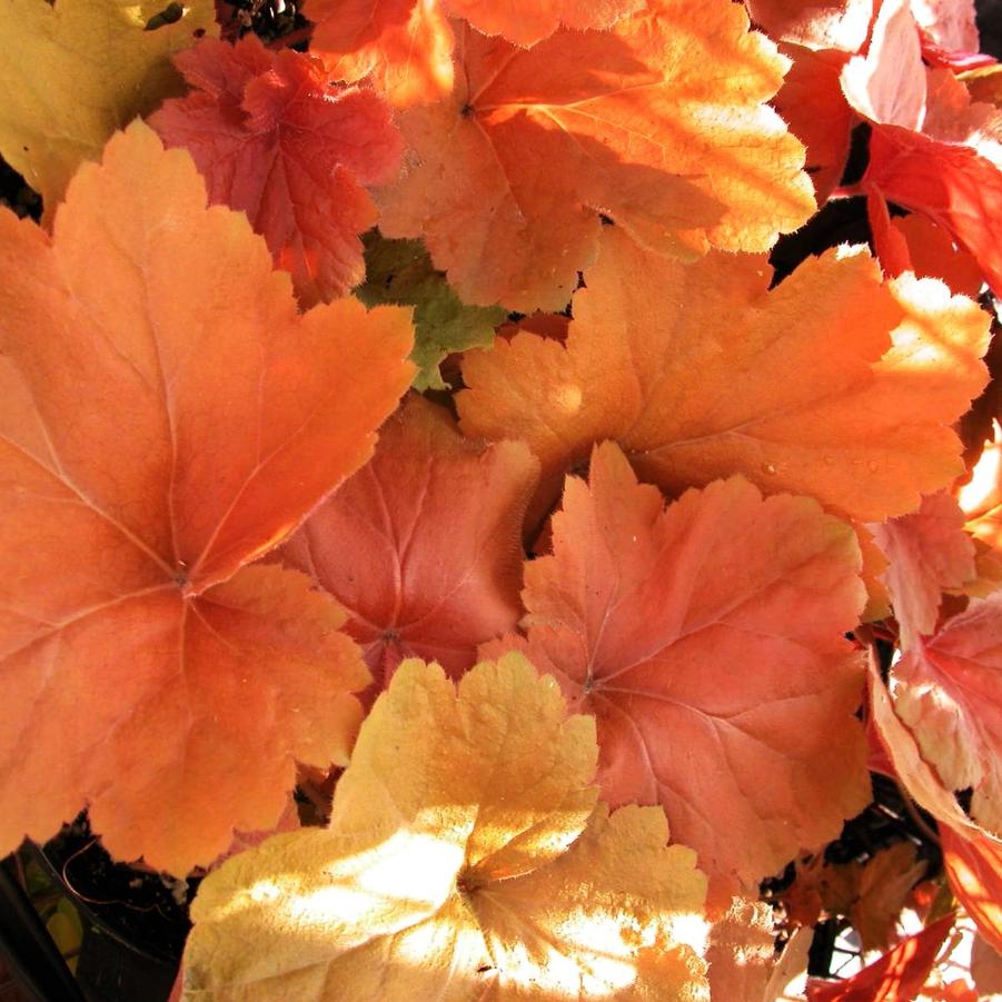 Heuchera x 'Southern Comfort' - Coral bells from Babikow Wholesale Nursery