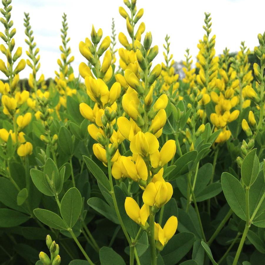 Baptisia sphaerocarpa - Yellow Wild Indigo from Babikow Wholesale Nursery