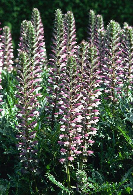 Acanthus spinosus - Bears Breeches from Babikow Wholesale Nursery