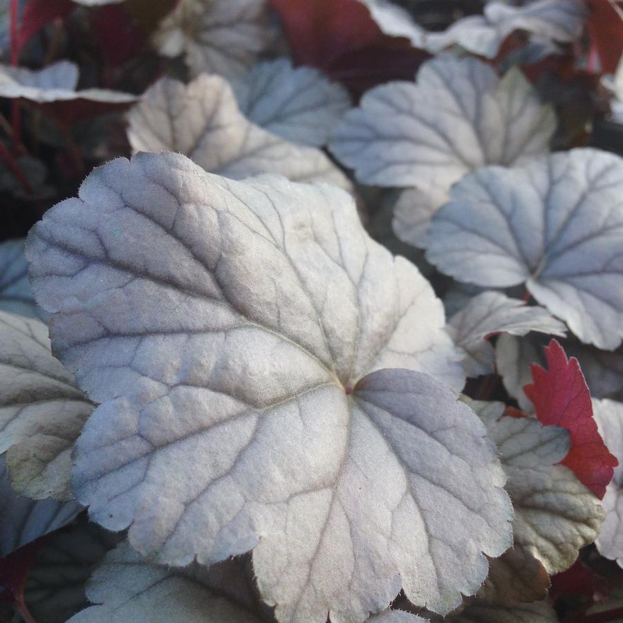 Heuchera x 'Stainless Steele' - Coral bells from Babikow Wholesale Nursery