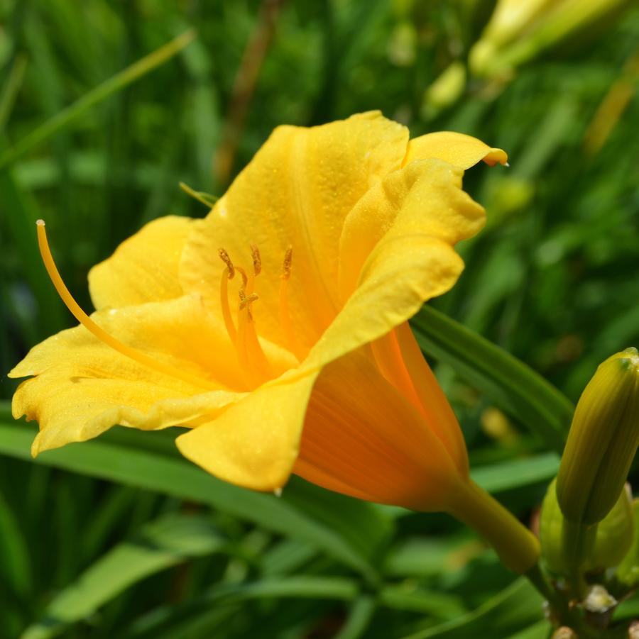 Hemerocallis 'Stella de Oro' - Daylily from Babikow Wholesale Nursery