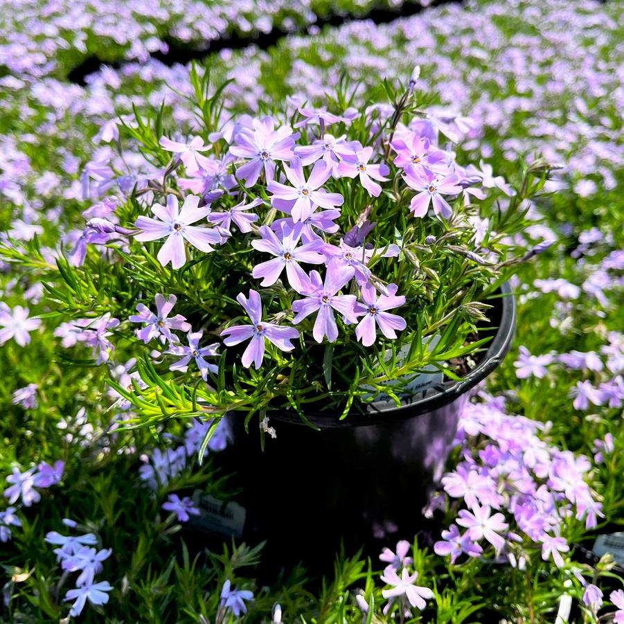 Phlox sub. 'Emerald Blue' - Moss Phlox from Babikow Wholesale Nursery