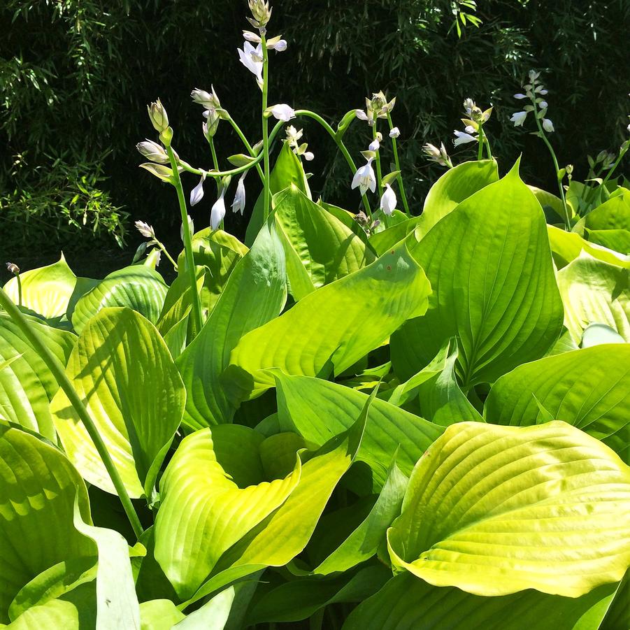 Hosta x 'Sum and Substance' - Hosta from Babikow Wholesale Nursery